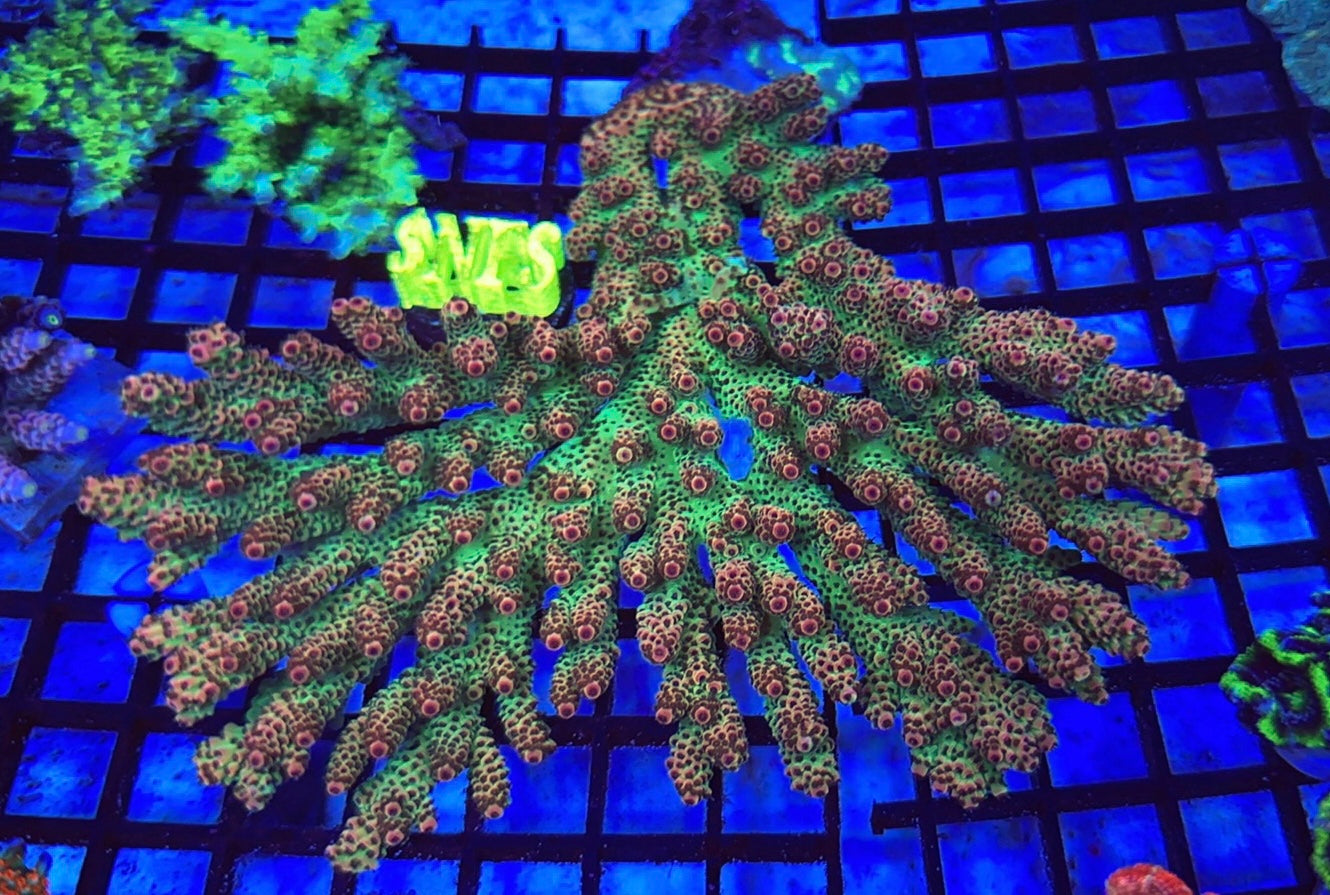 SPS - Lakeside Reefing