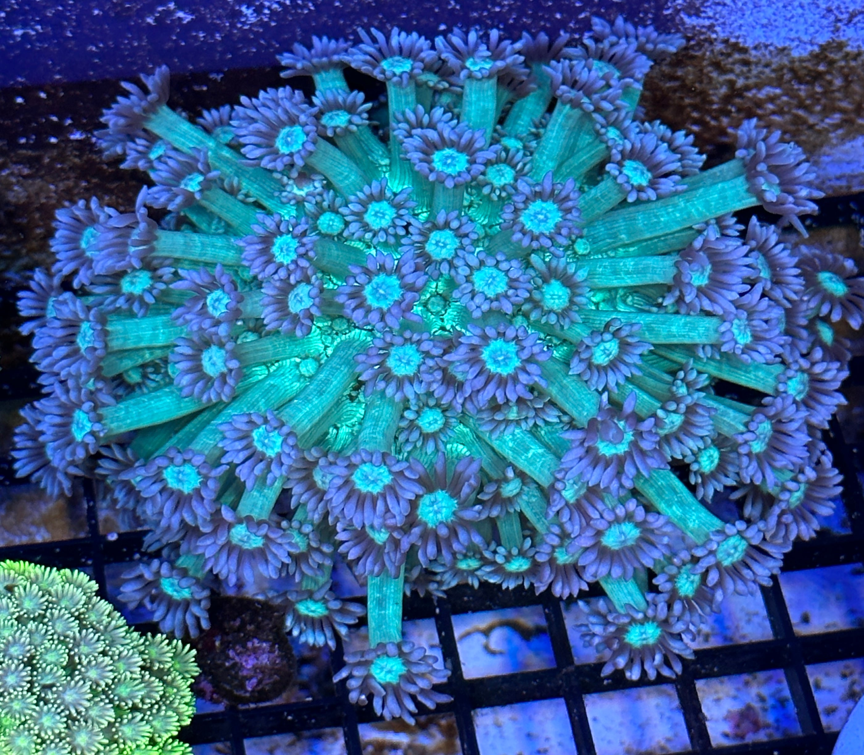 Goniopora - Lakeside Reefing