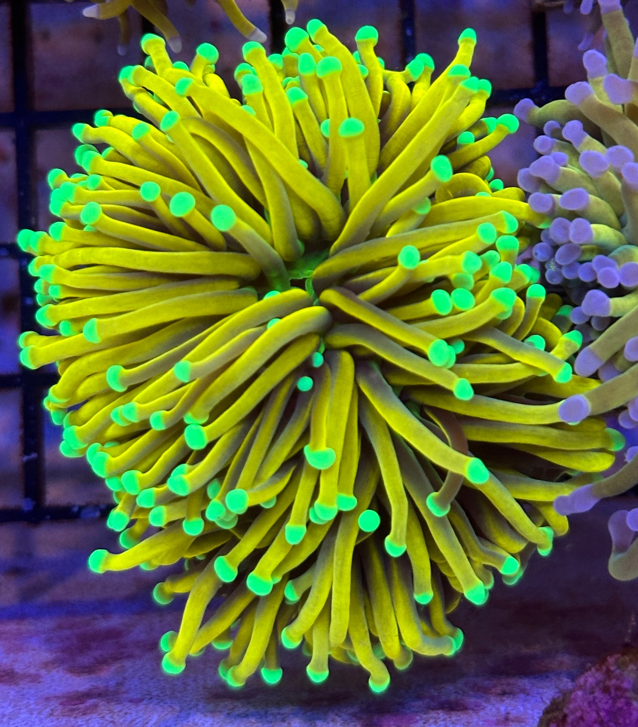 Torches - Lakeside Reefing