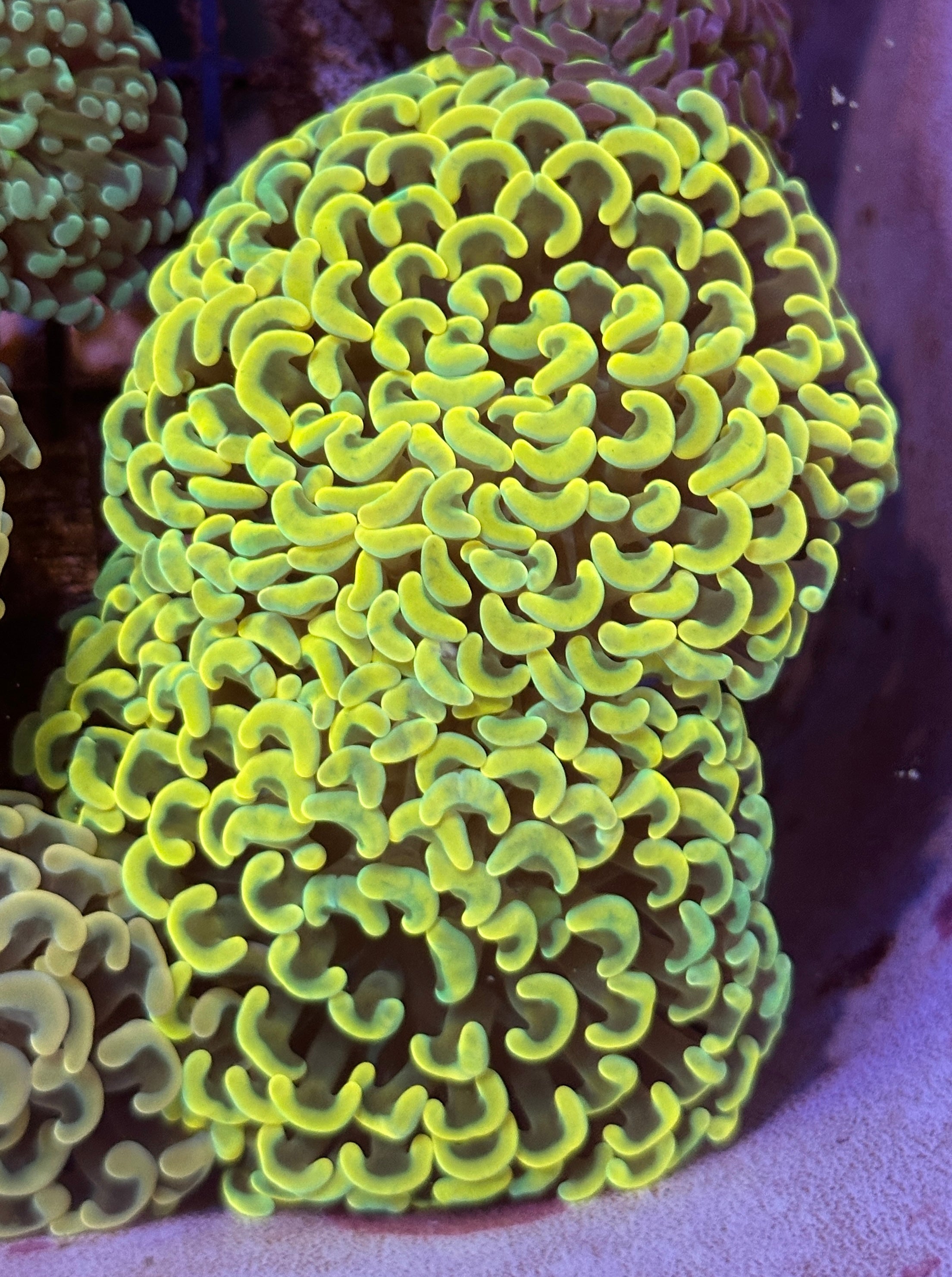 Hammers - Lakeside Reefing