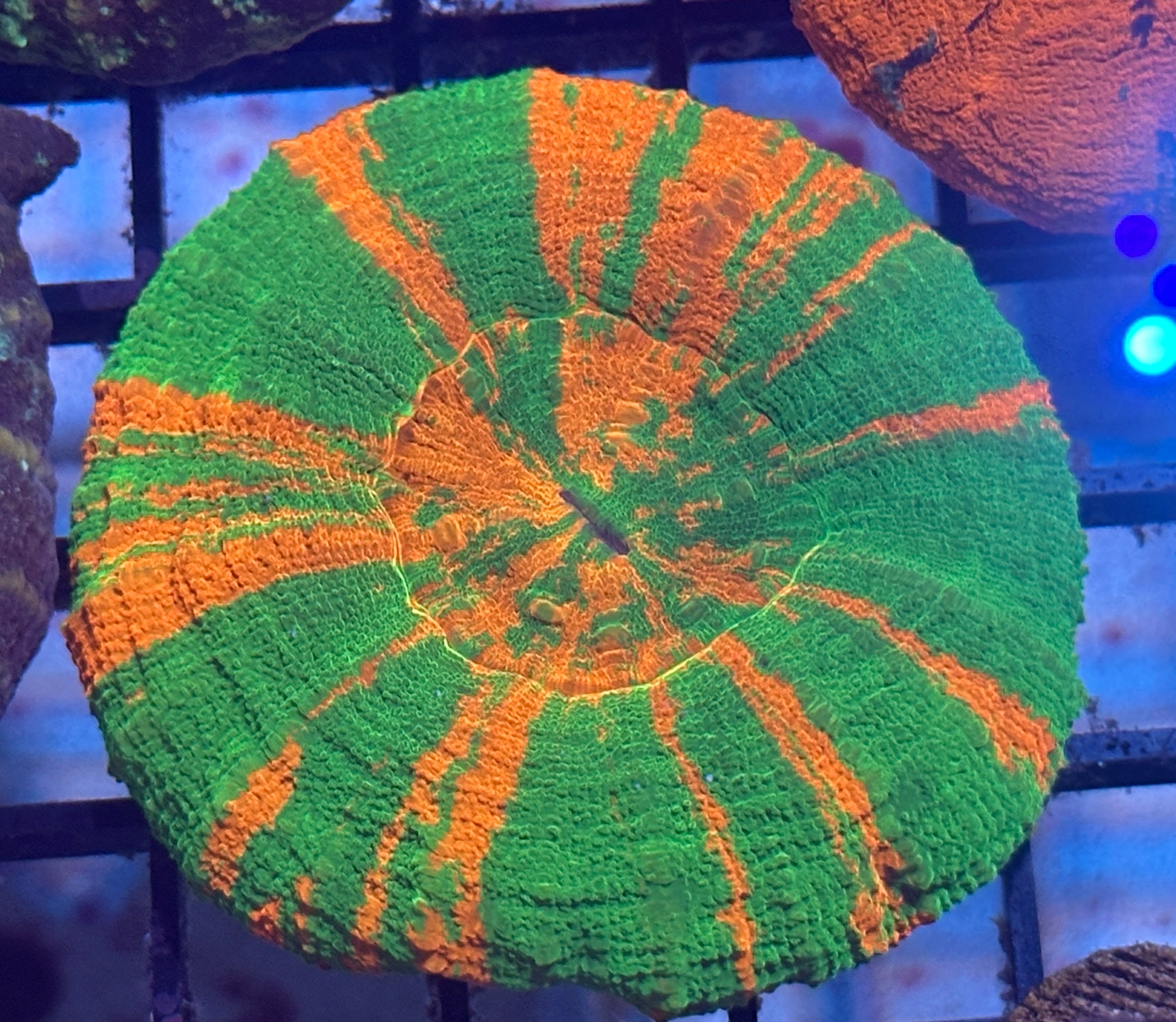 Scoly - Lakeside Reefing