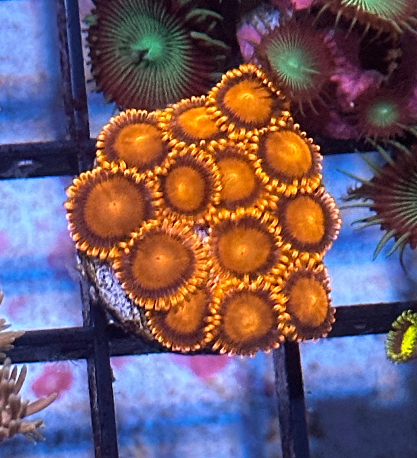 Zoas - Lakeside Reefing