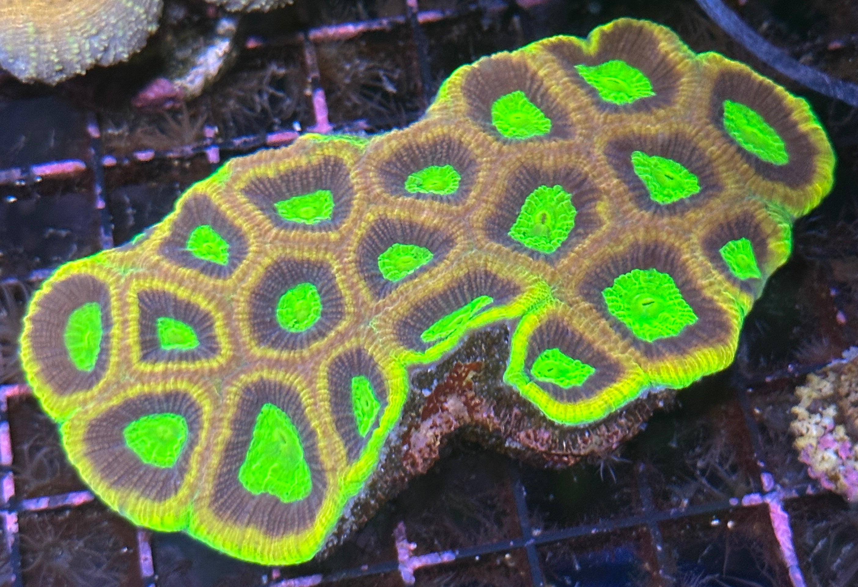 Favia - Lakeside Reefing