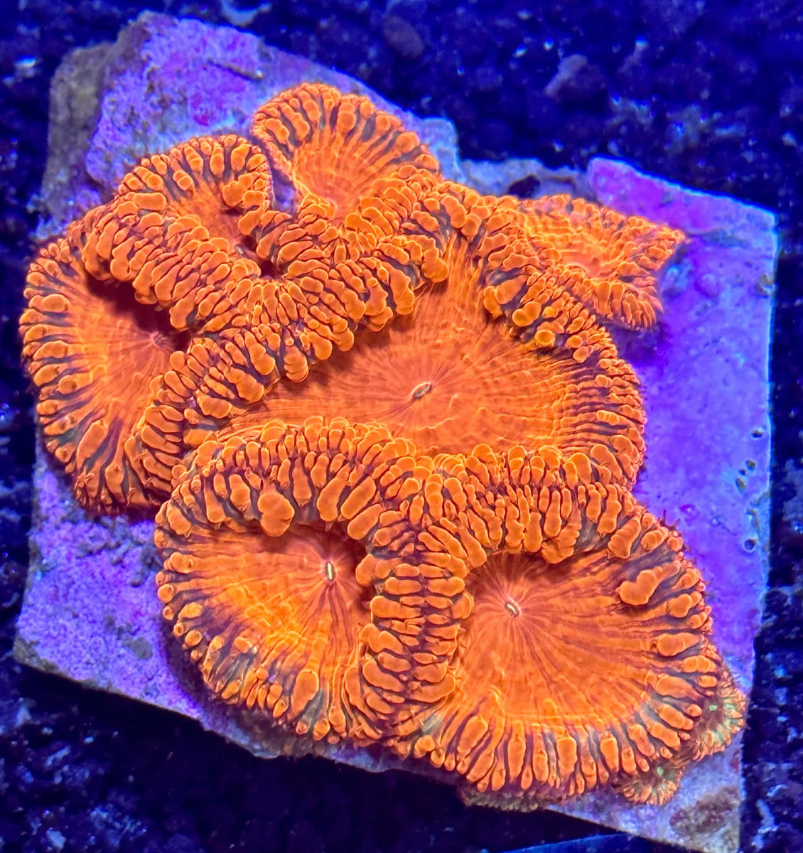 Blasto - Lakeside Reefing