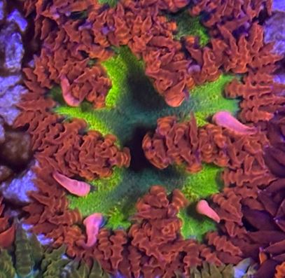 Anemones - Lakeside Reefing