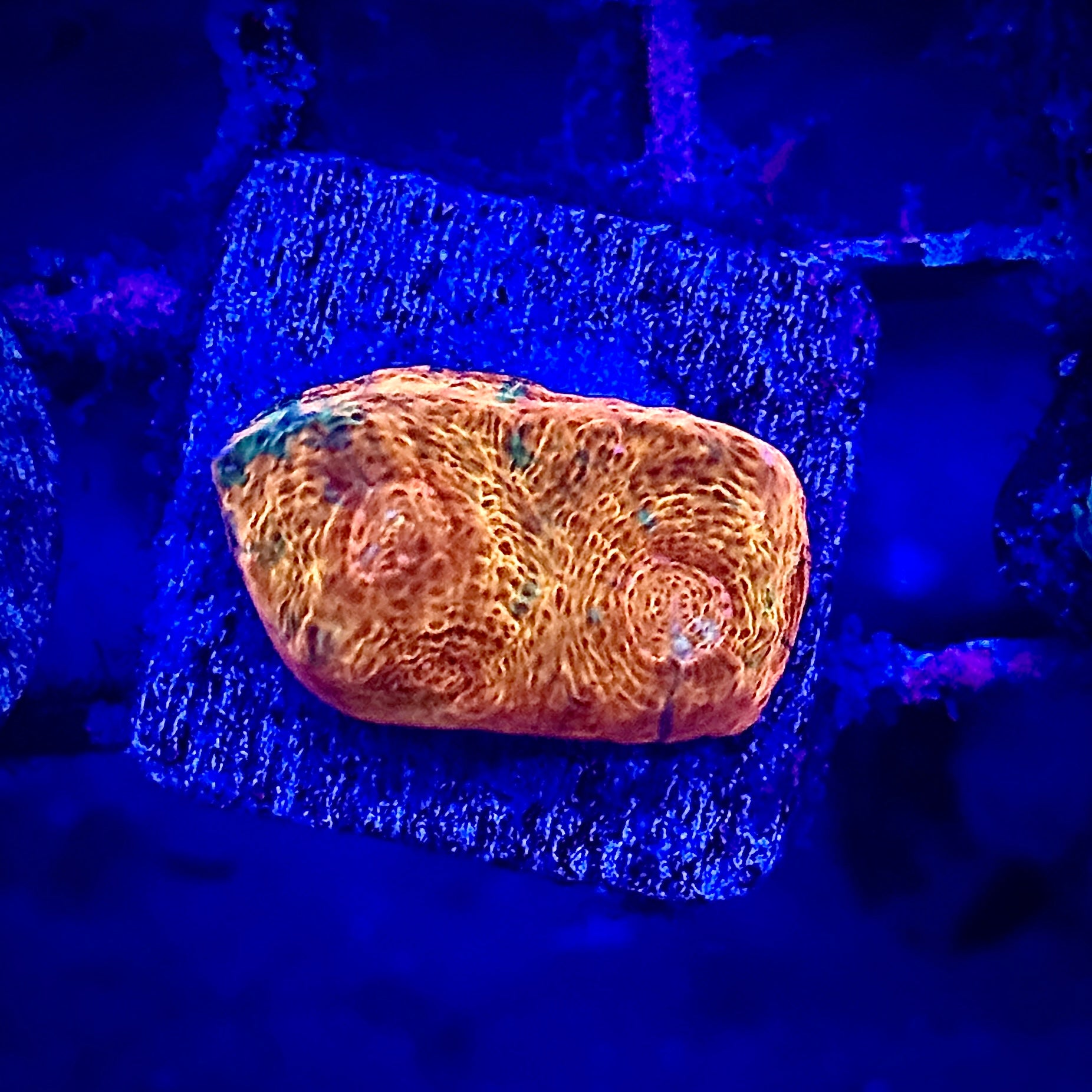 Orange Jellybean Rainbow Chalice