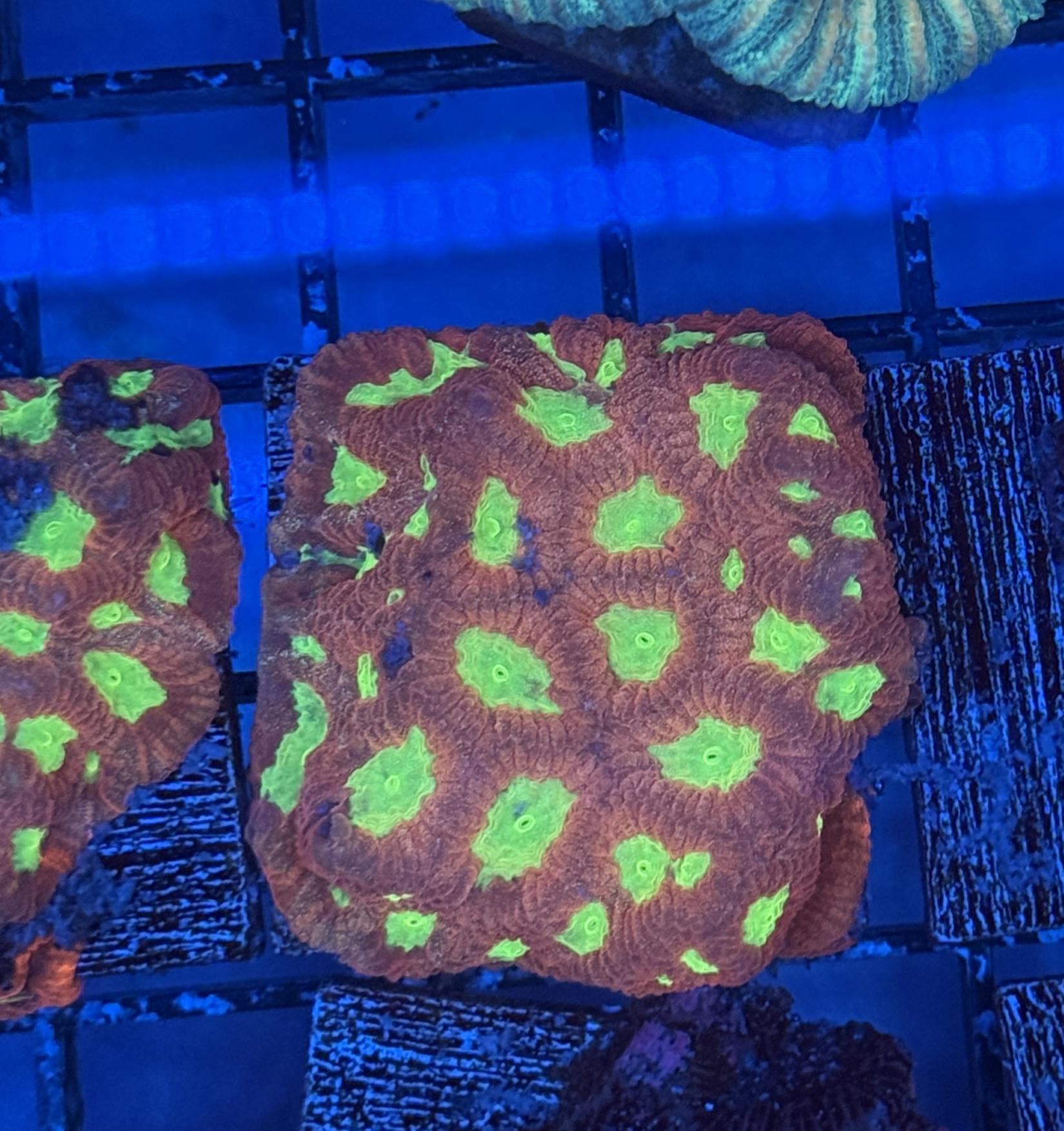 Red Ruby Favites Frag 1 Lakeside Reefing