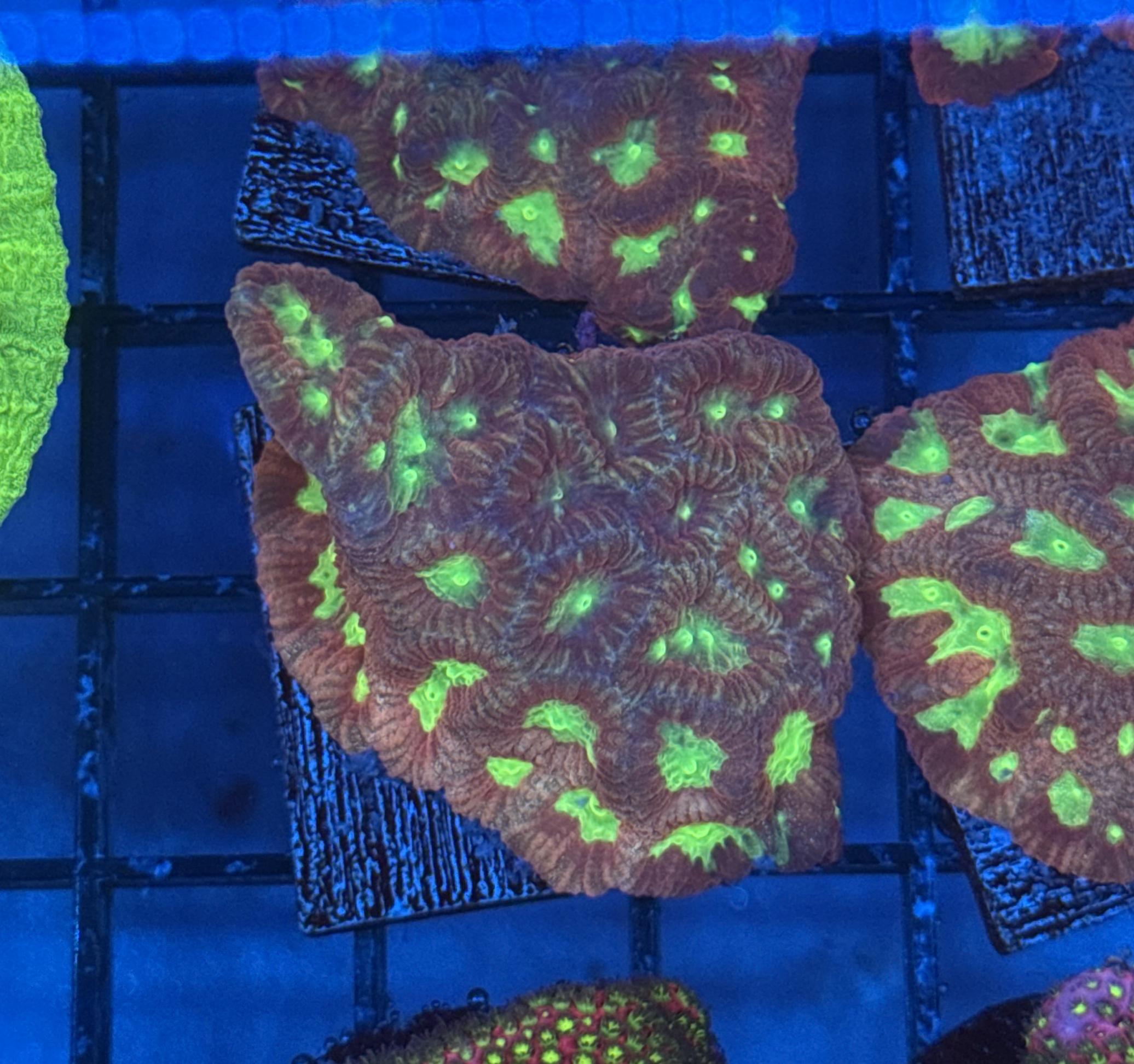 Red Ruby Favites Frag 2 Lakeside Reefing