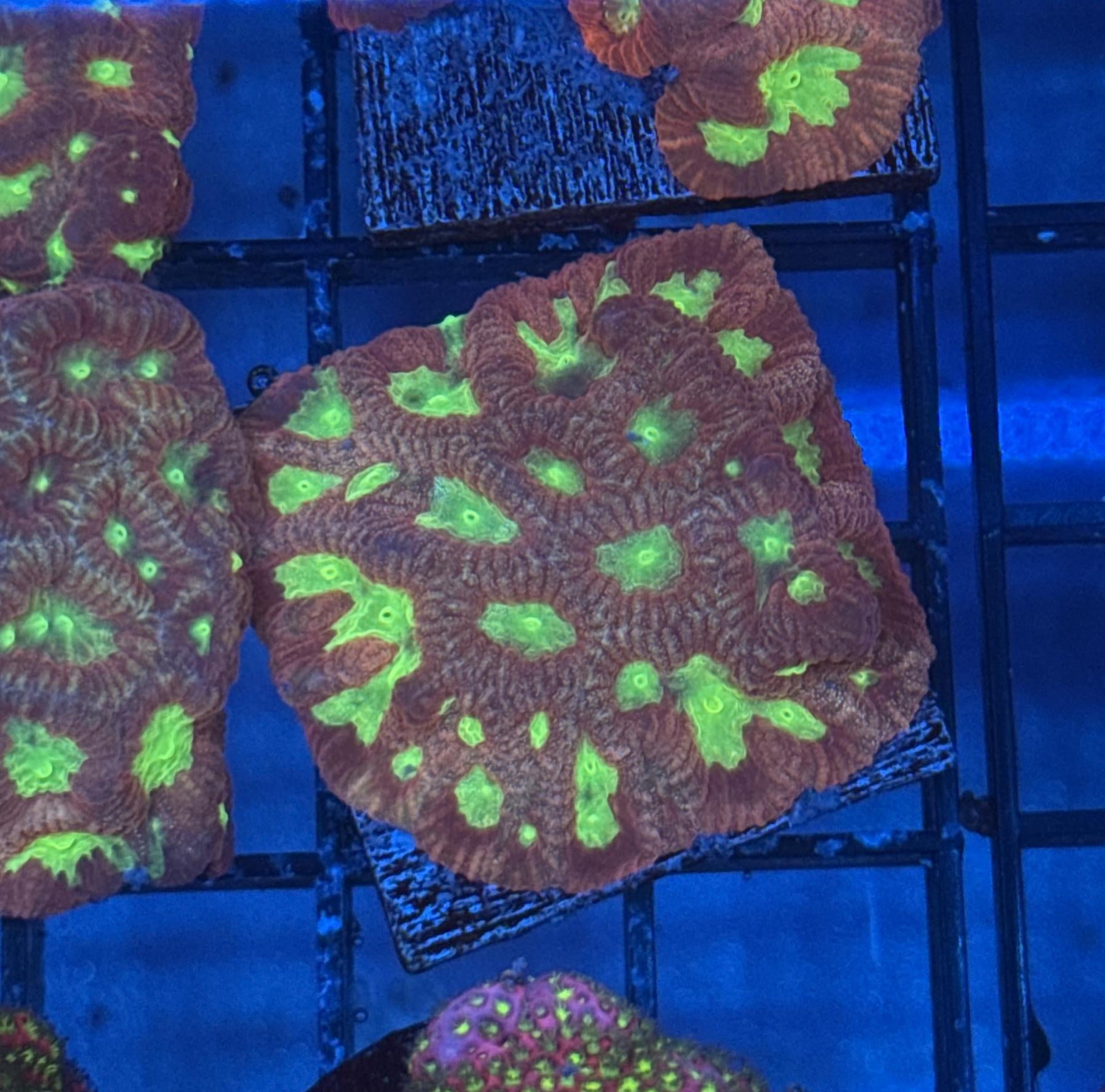 Red Ruby Favites Frag 3 Lakeside Reefing