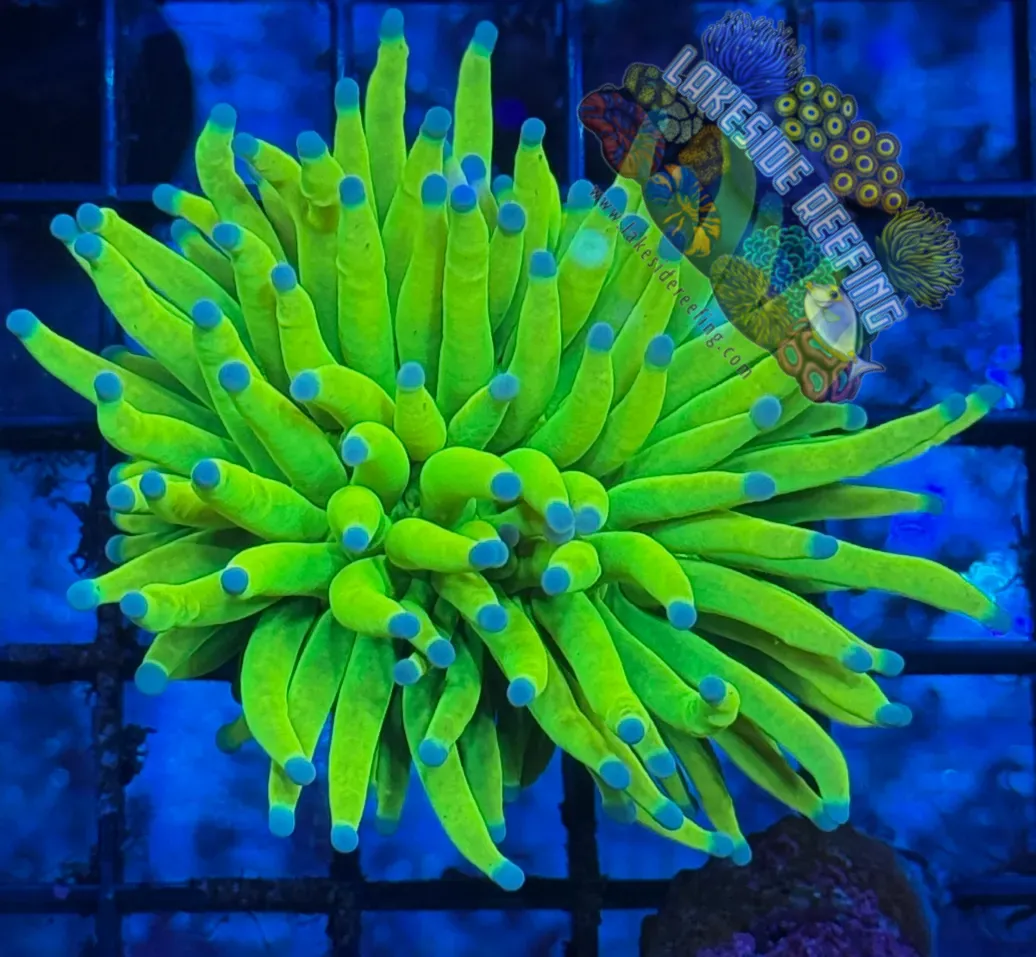 Indo OG Holy Grail Torch Coral R3D1