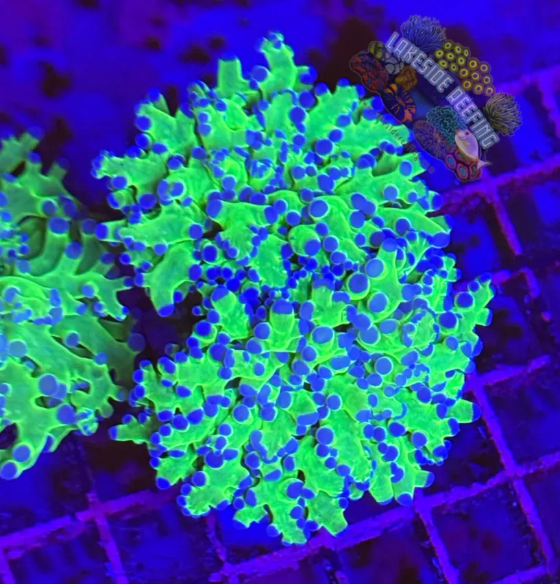 Branching Toxic Green with Blue Tips Frogspawn Coral R1A2 Lakeside Reefing