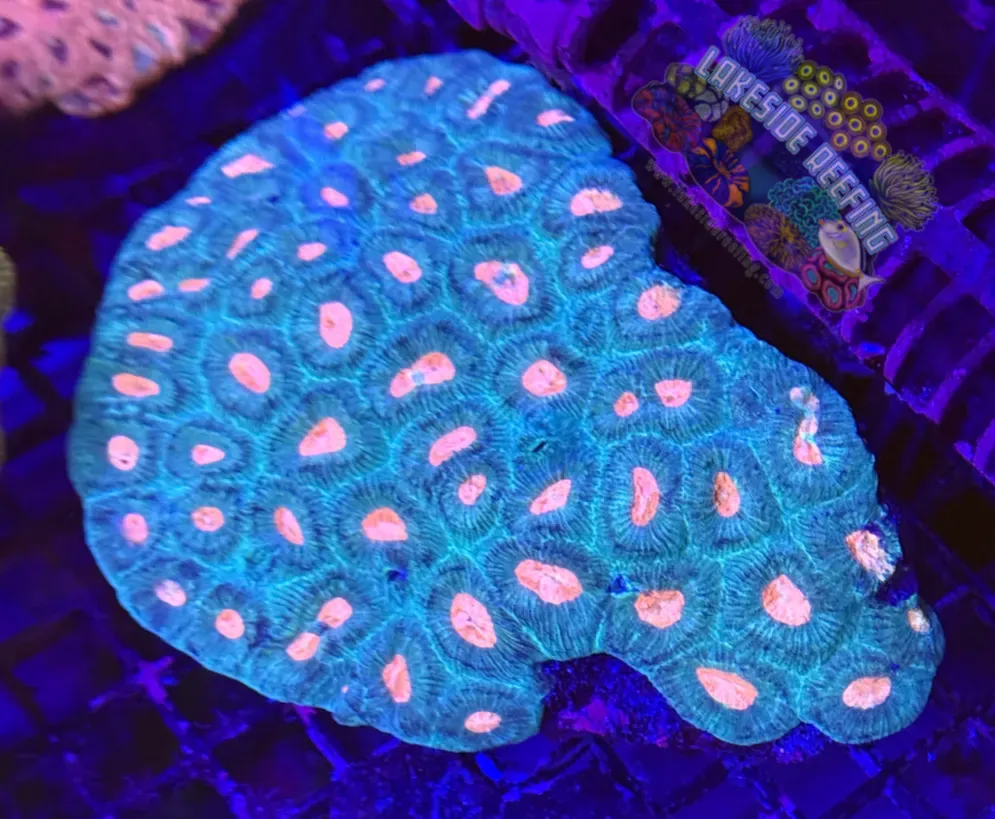 Green and Orange Favia Colony Lakeside Reefing