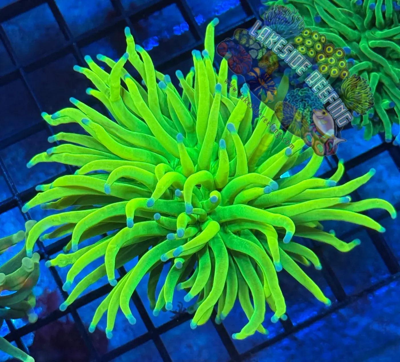 OG Fat Head Holy Grail Torch Coral R3B1 Lakeside Reefing