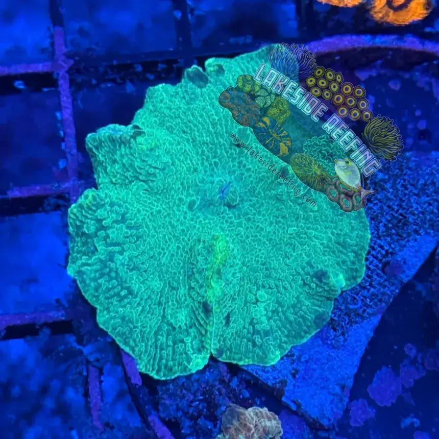 Kryptonite Shroom Lakeside Reefing