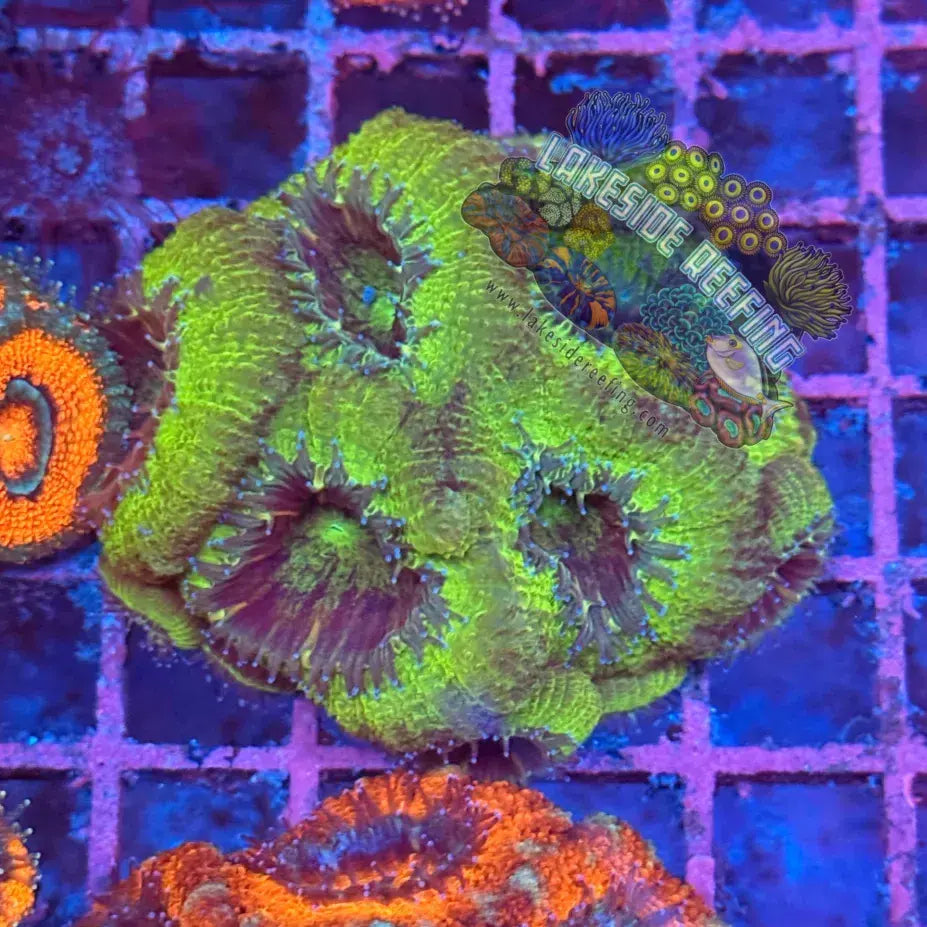 Ultra Acan R2A5 Lakeside Reefing