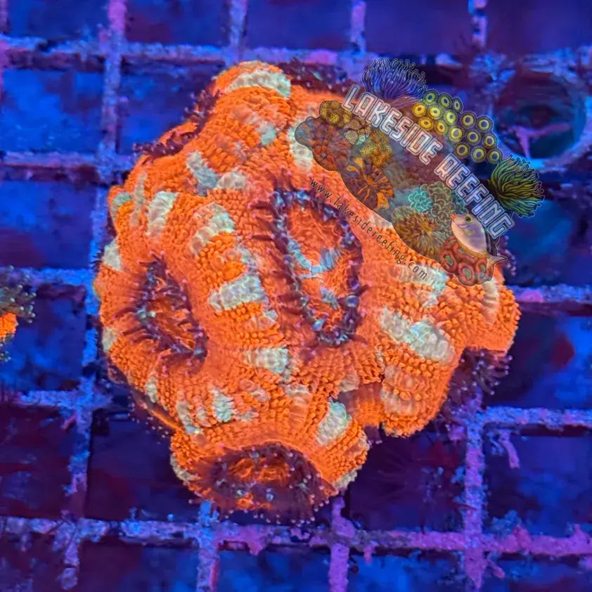 Ultra Acan R2A6 Lakeside Reefing