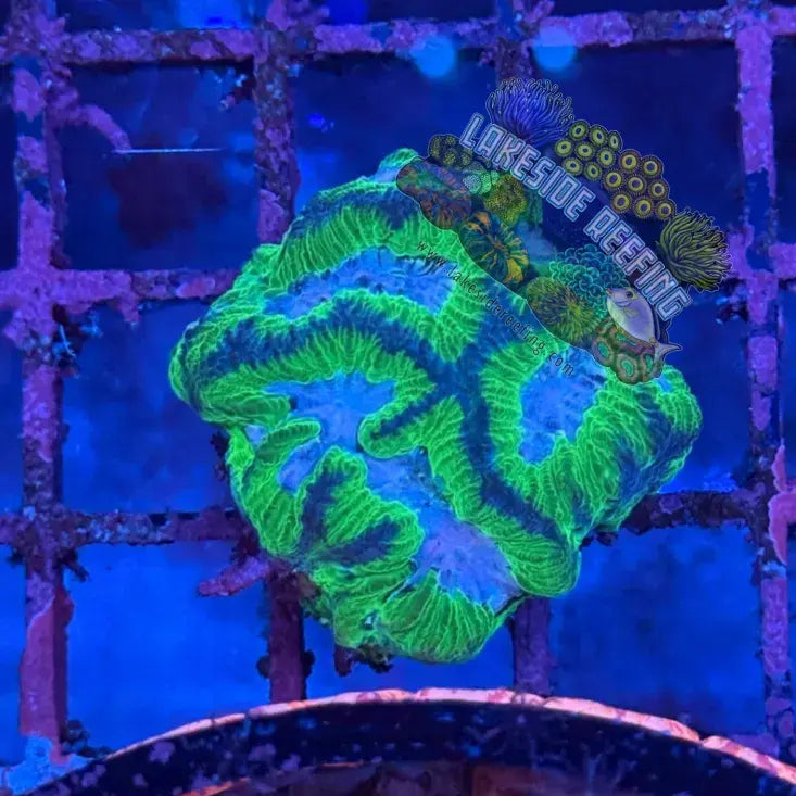 Joker Platygyra Brain Coral Lakeside Reefing