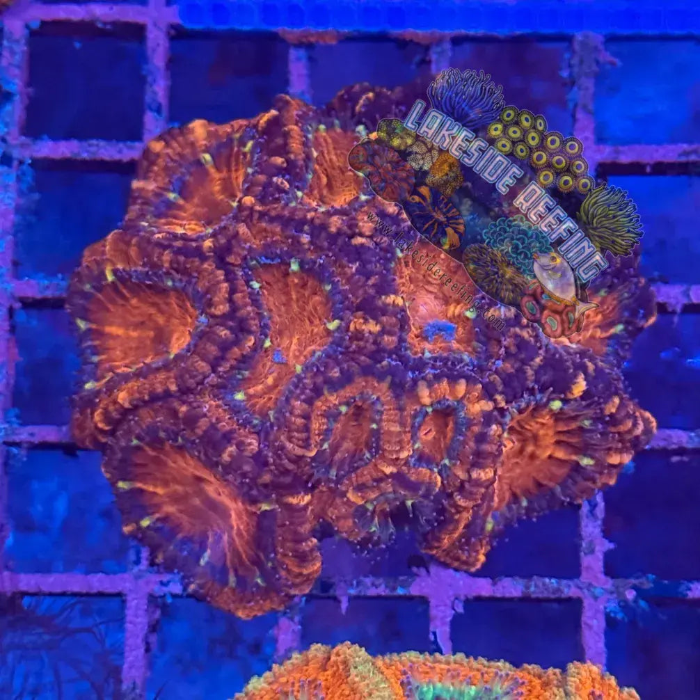 Ultra Acan R2B3 Lakeside Reefing