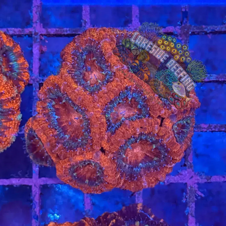 Ultra Acan R2B4 Lakeside Reefing