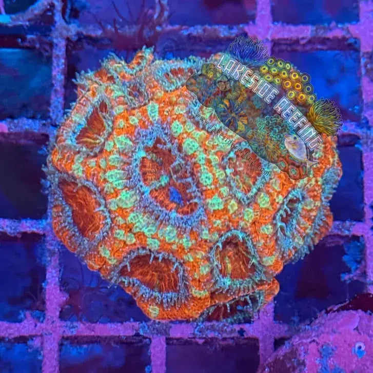 Ultra Acan R2B6 Lakeside Reefing