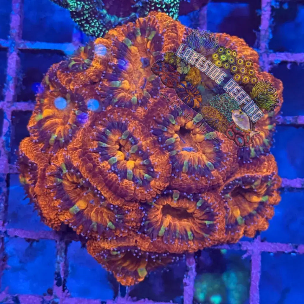 Ultra Acan R2C1 Lakeside Reefing