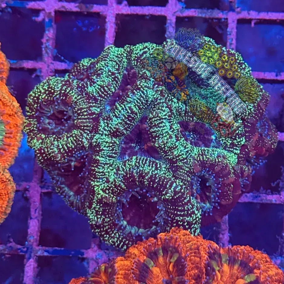Ultra Acan R2C2 Lakeside Reefing