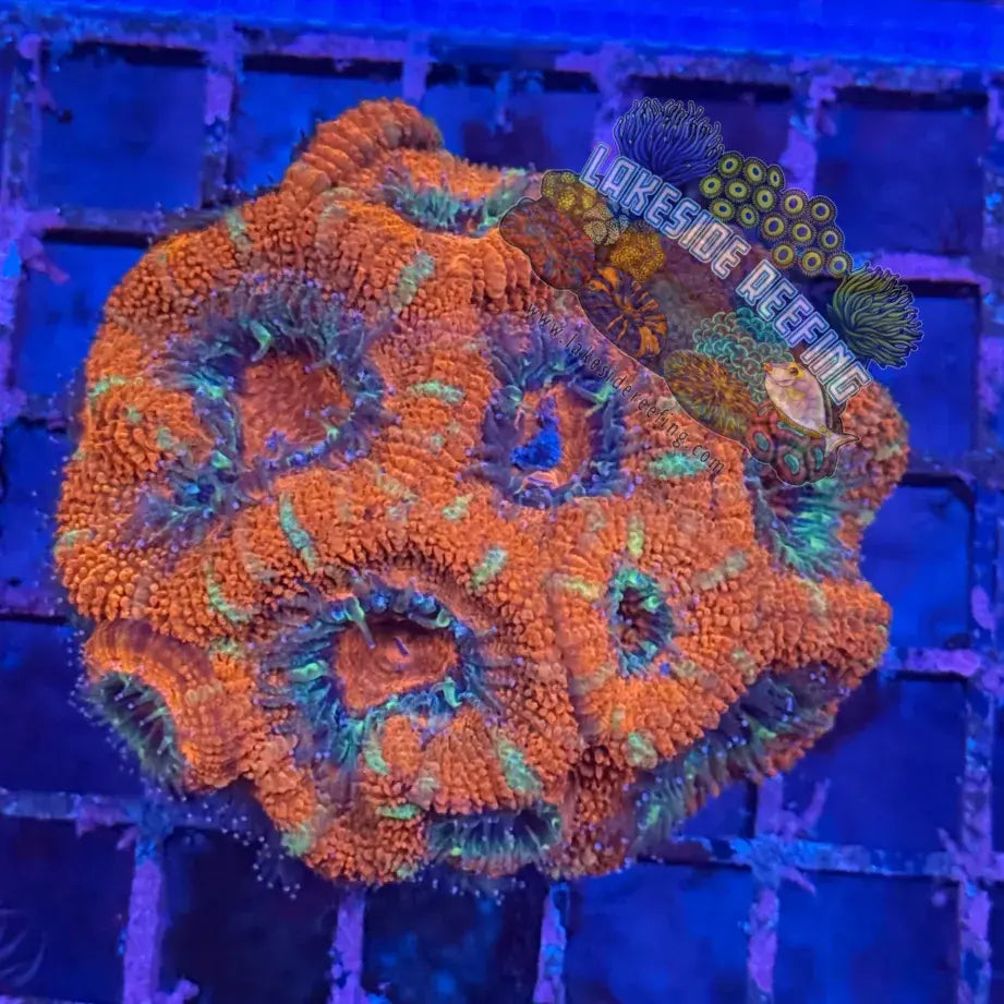 Ultra Acan R2C3 Lakeside Reefing