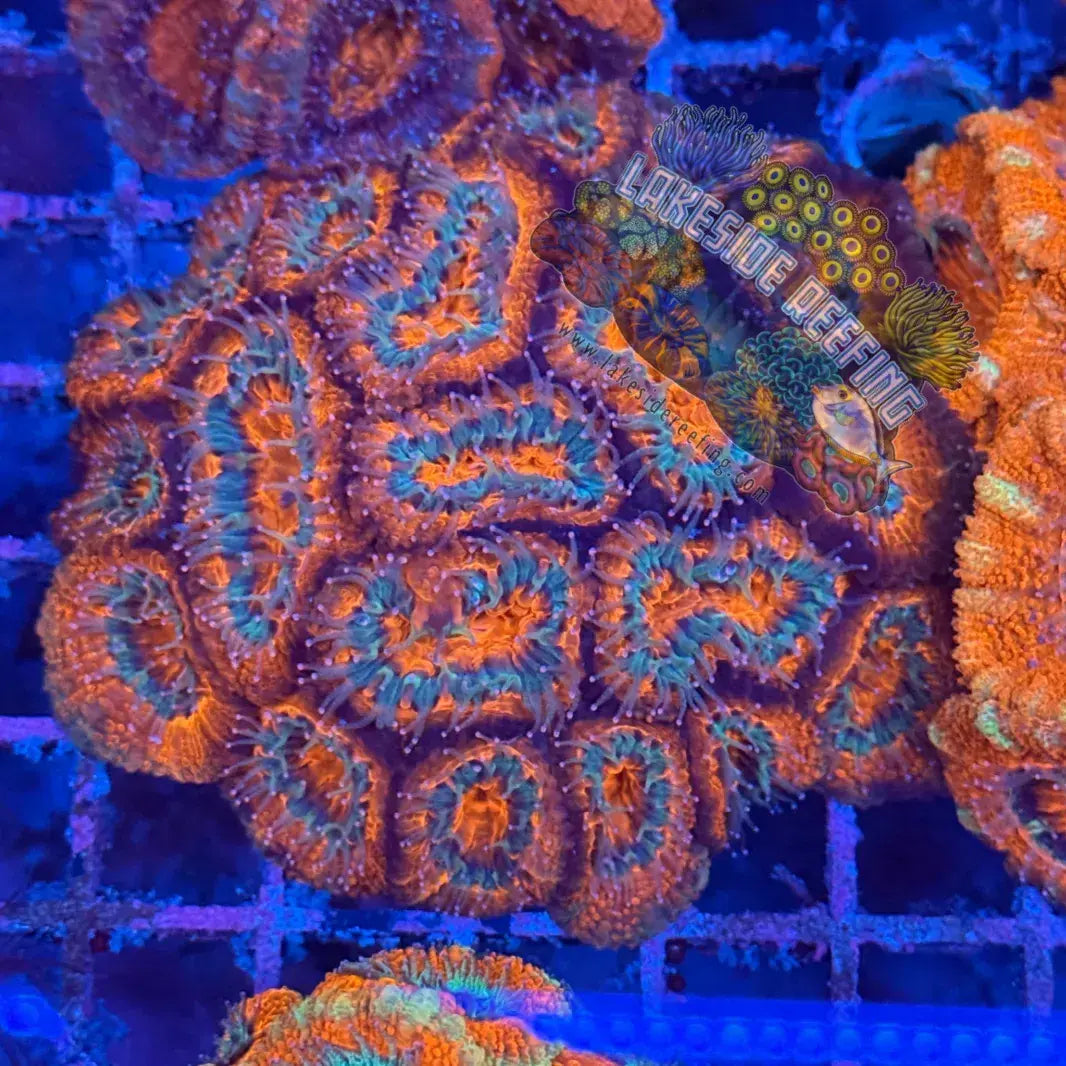 Ultra Acan R2C6 Lakeside Reefing