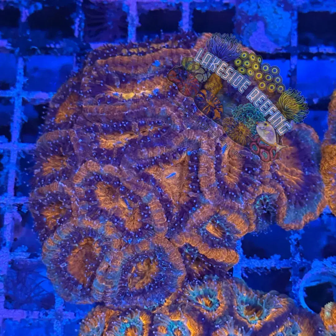 Ultra Acan R2C7 Lakeside Reefing