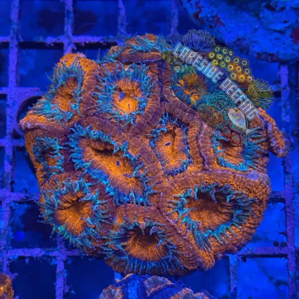 Ultra Acan R2D2 Lakeside Reefing
