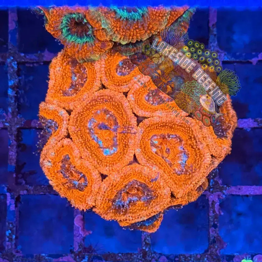 Ultra Acan R2D4 Lakeside Reefing