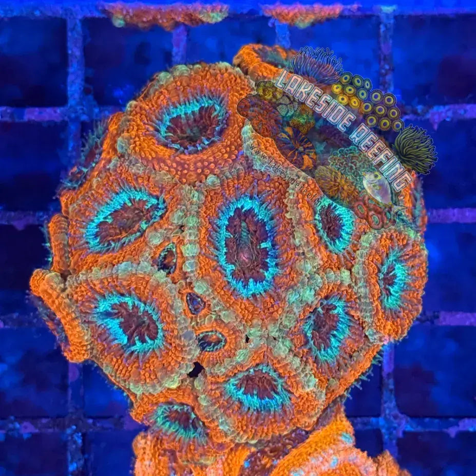 Ultra Acan R2D5 Lakeside Reefing