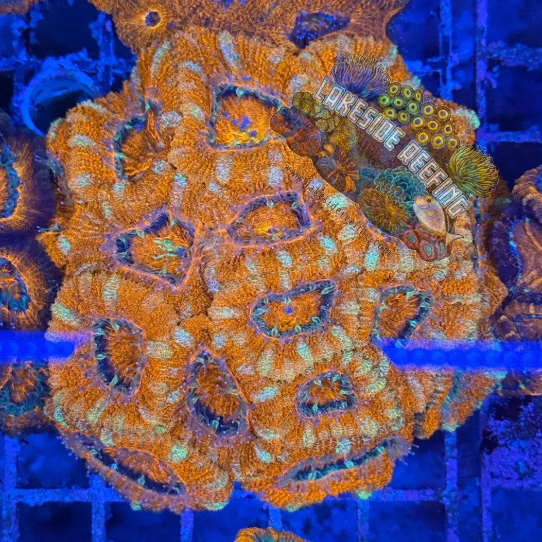 Ultra Acan R2D6 Lakeside Reefing