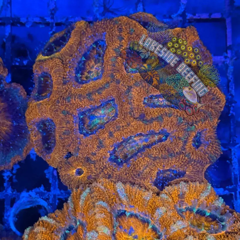 Ultra Acan R2D7 Lakeside Reefing