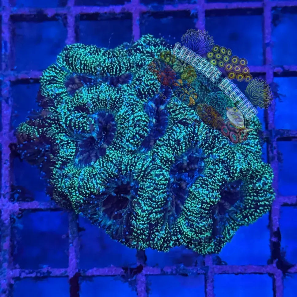 Ultra Acan R3B3 Lakeside Reefing
