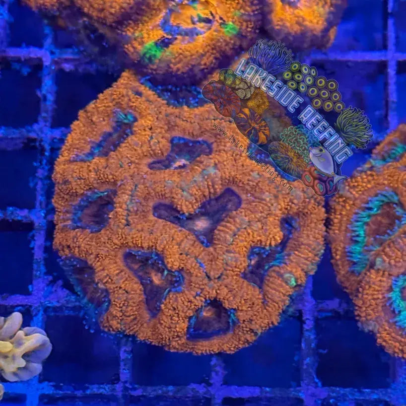 Ultra Acan R3B5 Lakeside Reefing