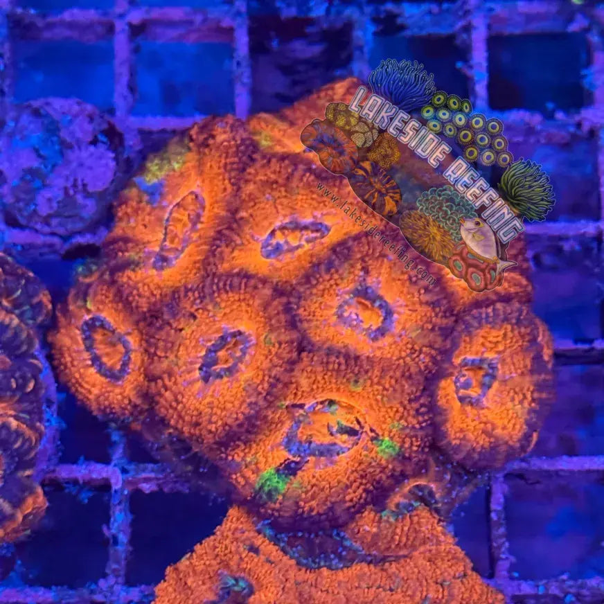 Ultra Acan R3B6 Lakeside Reefing