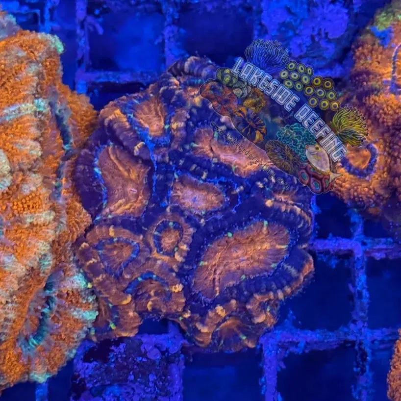 Ultra Acan R3A6 Lakeside Reefing
