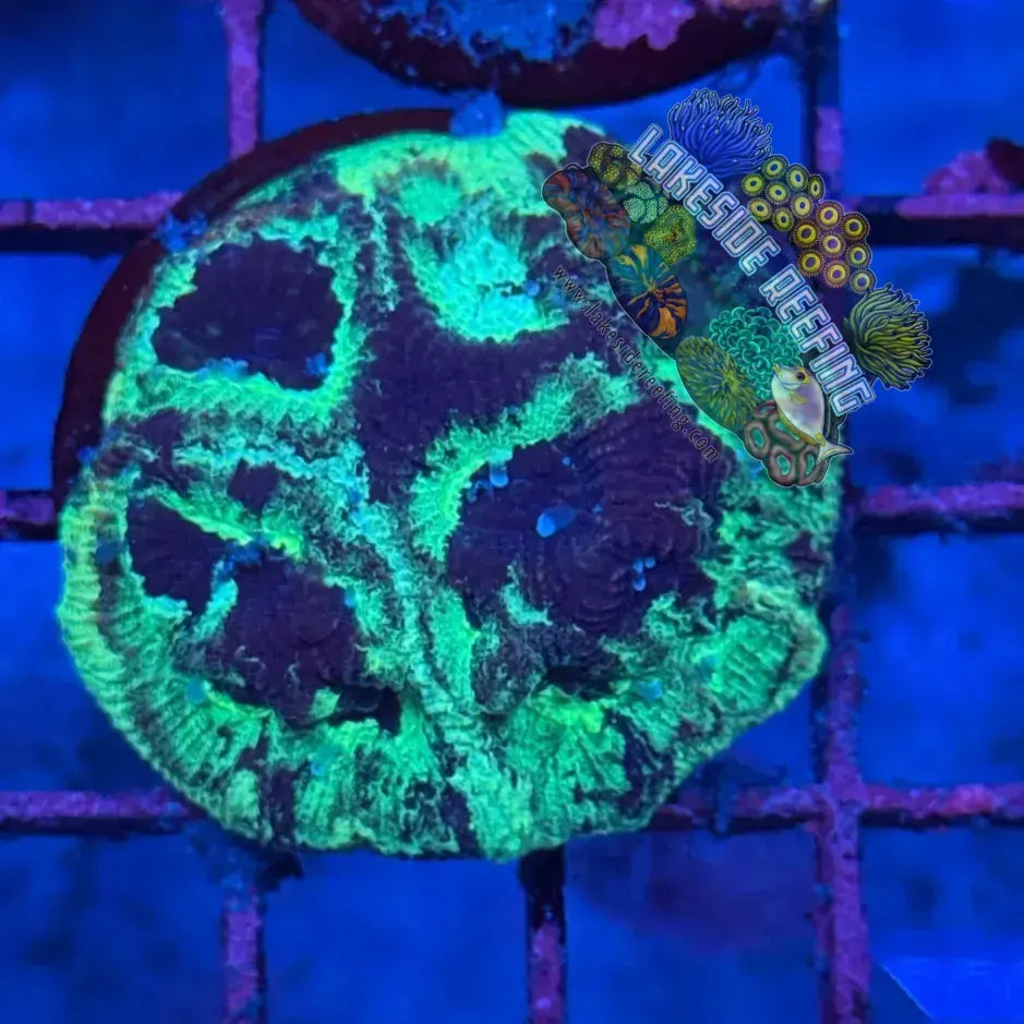 Green and Purple Dipsastrea (Favia) Frag Lakeside Reefing