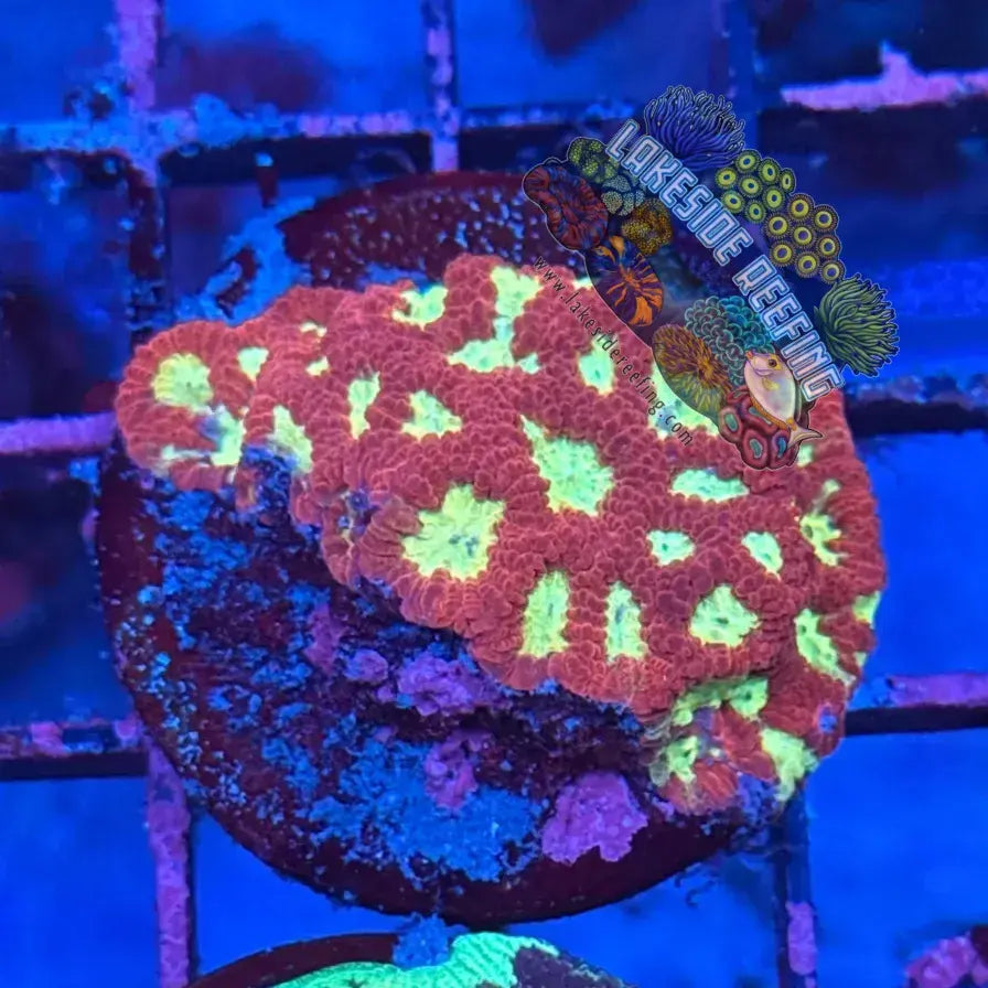 Red and Gold Favites Frag Lakeside Reefing