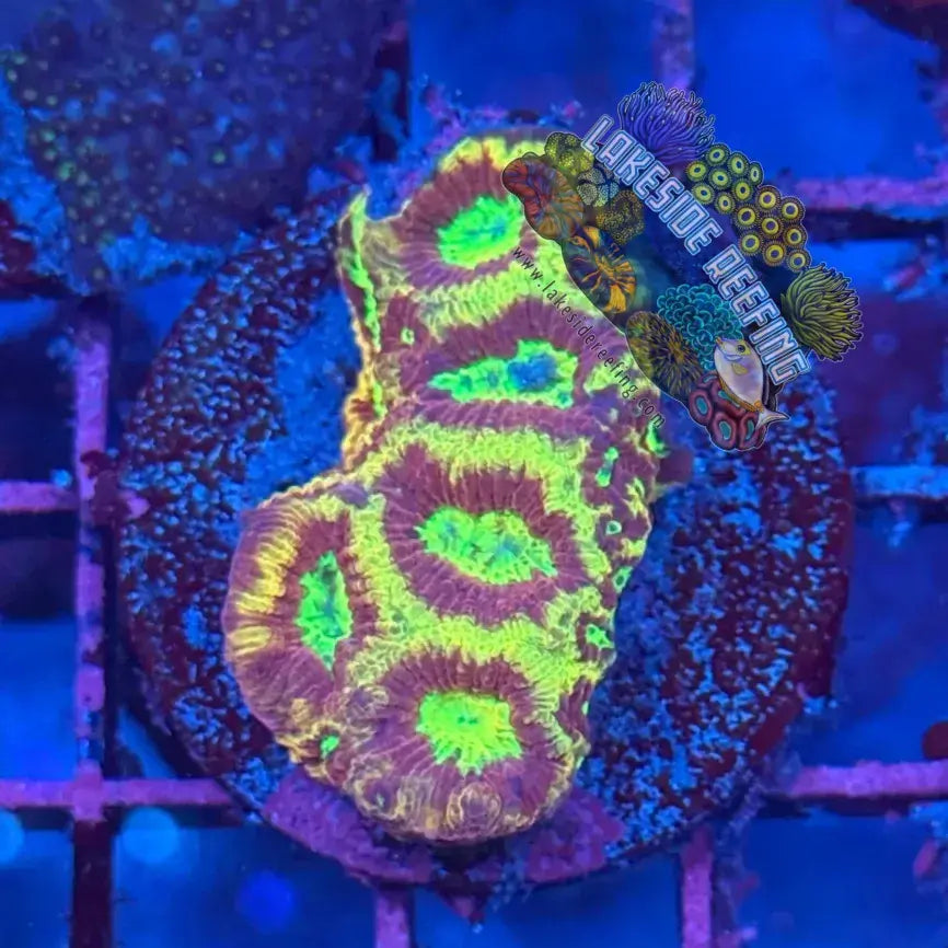 Ruby Red Gold Rim Favia Frag Lakeside Reefing