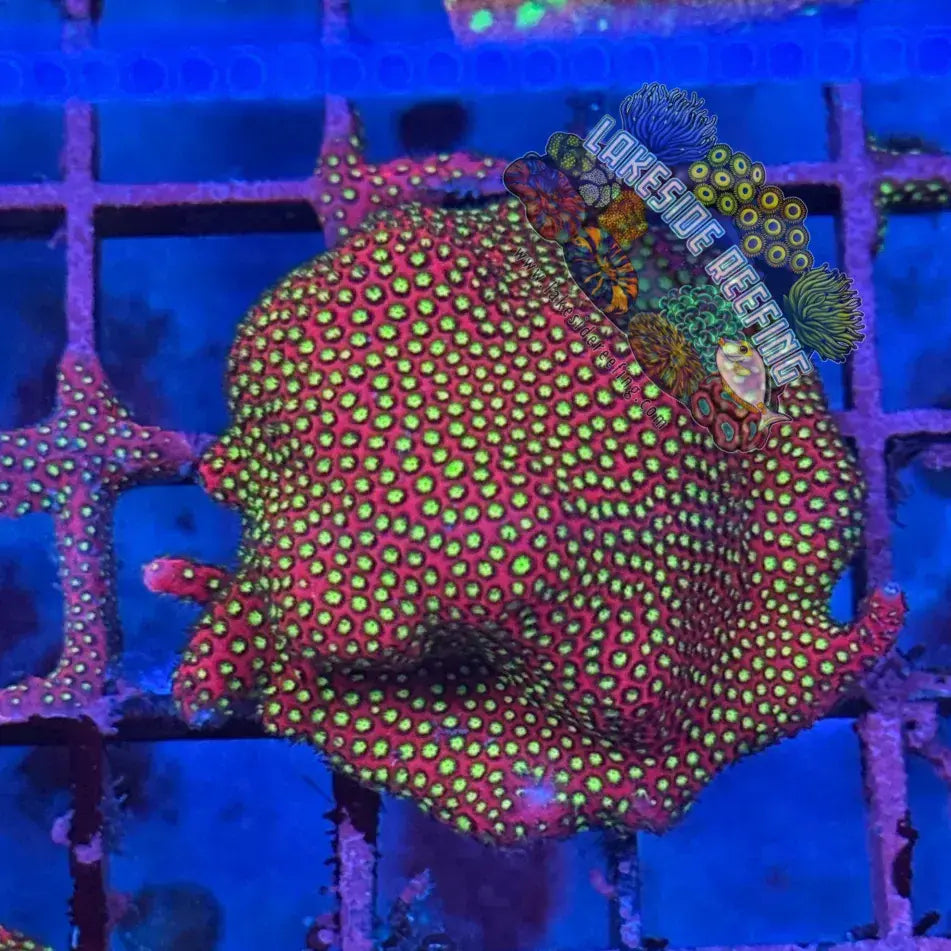 WWC Electric Daisy Stylocoeniella Frag 3 Lakeside Reefing