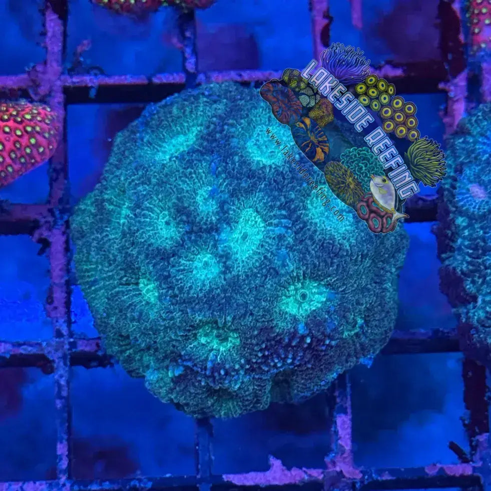 Green / Teal Dipsastraea Favia Lakeside Reefing