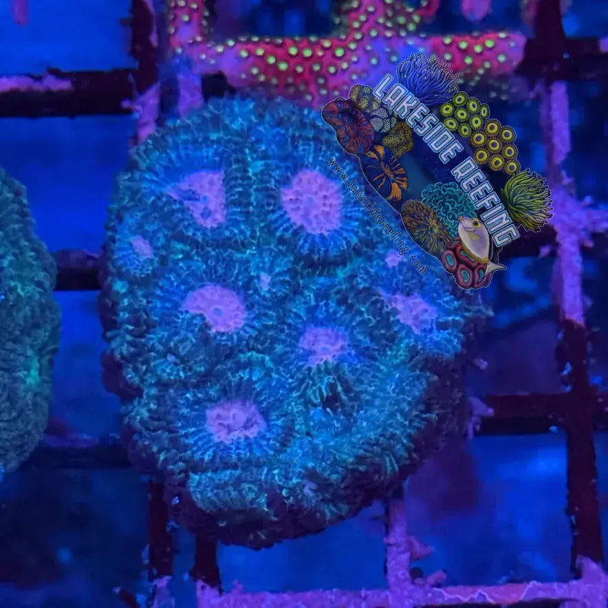 Purple Pink Dipsastraea Favia Lakeside Reefing