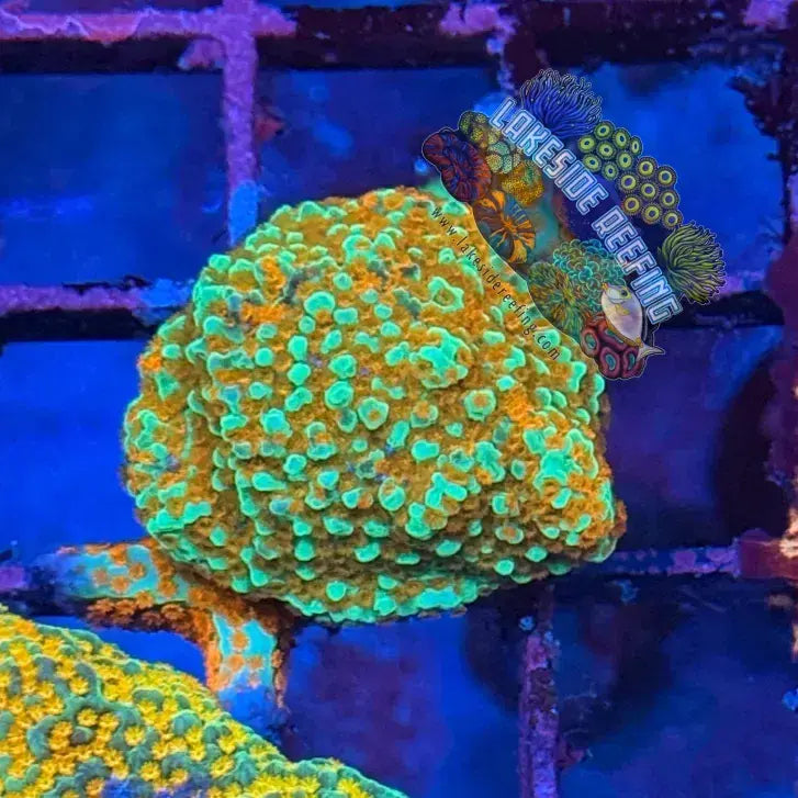 ACI Aquaman Montipora Frag Lakeside Reefing