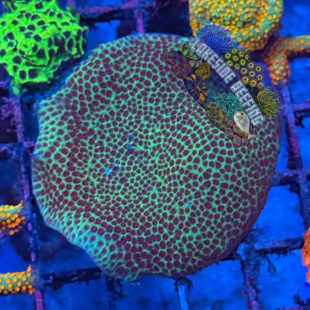Large Montipora Frag Lakeside Reefing