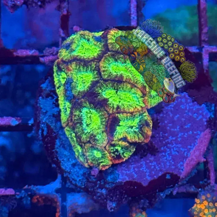 Green and Gold Favia Frag Lakeside Reefing