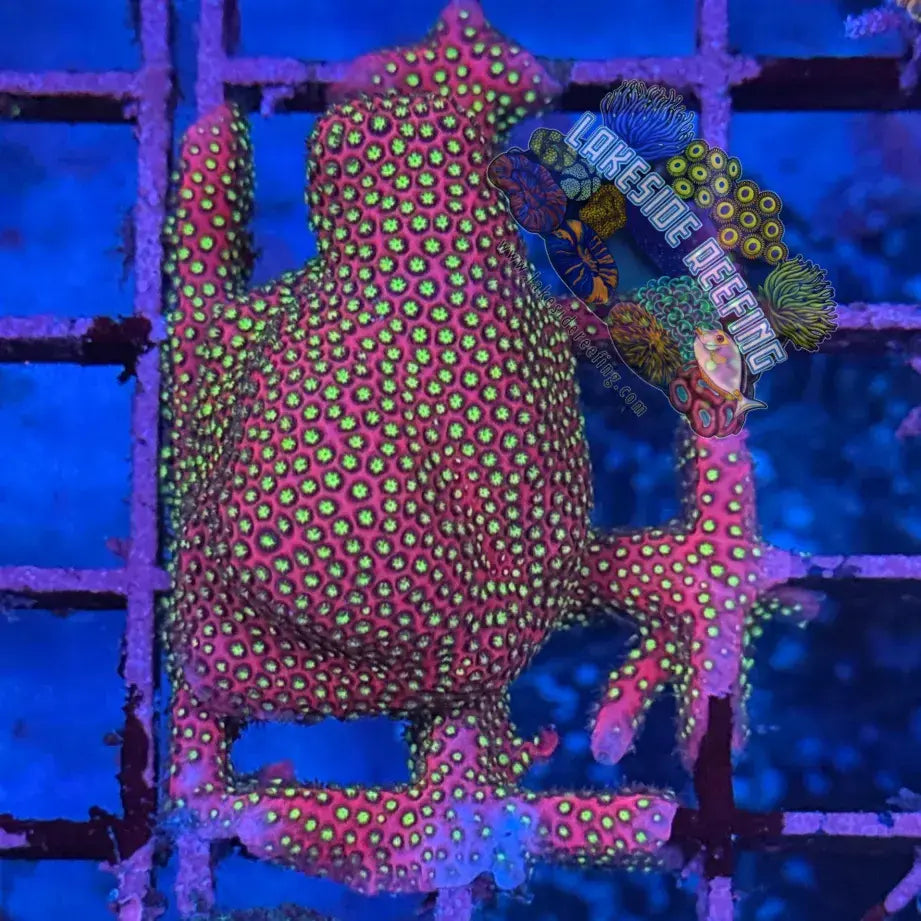 WWC Electric Daisy Stylocoeniella Frag 4 Lakeside Reefing