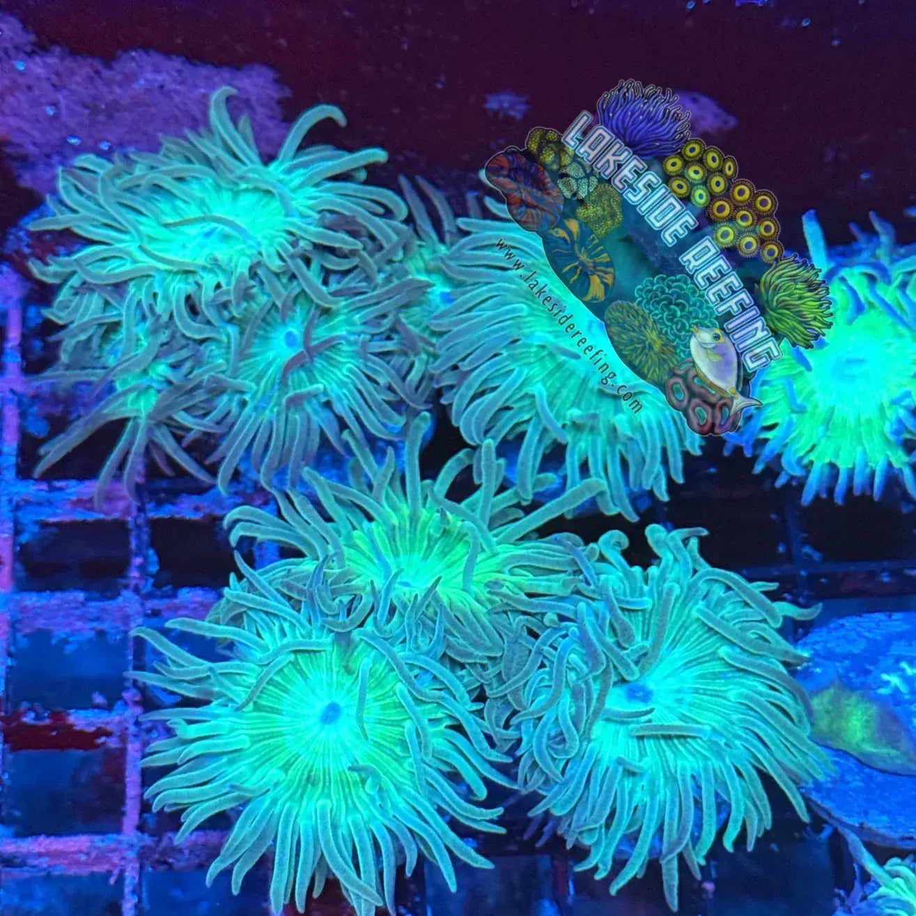 Green Stem Duncan Coral Frag Lakeside Reefing