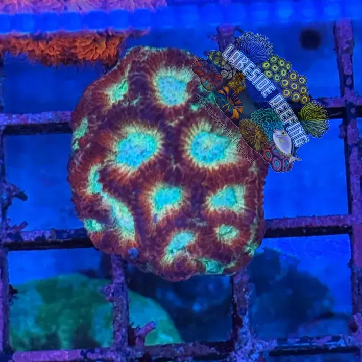 ACI Cultured Honeybell Dipsastraea 2 Lakeside Reefing